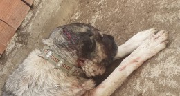 Samsun’da kendisine saldıran köpeği baltayla yaraladı