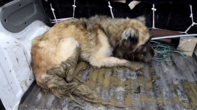 Samsun’da dere kenarında 20 gün mahsur kalan köpek kurtarıldı