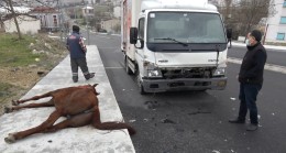 Arnavutköy’de yola çıkan atlara kamyonet çarptı