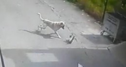 Hatay’da köpeğin saldırısına uğrayan kedi