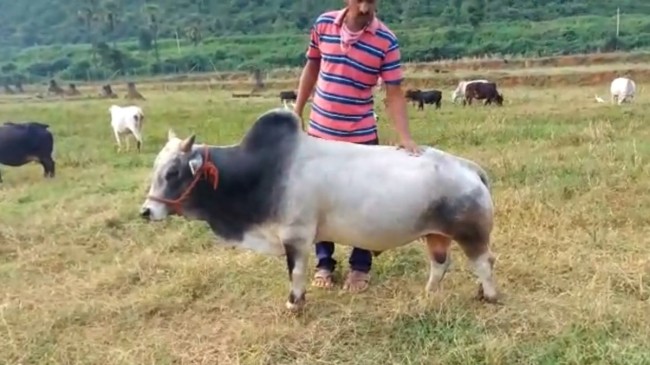 Hindistan’da dünyanın en kısa sığırlarının nesli tükeniyor