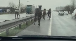 Sakarya’da çiftlikten kaçan atlar, karayolunda dört nala koşturdu