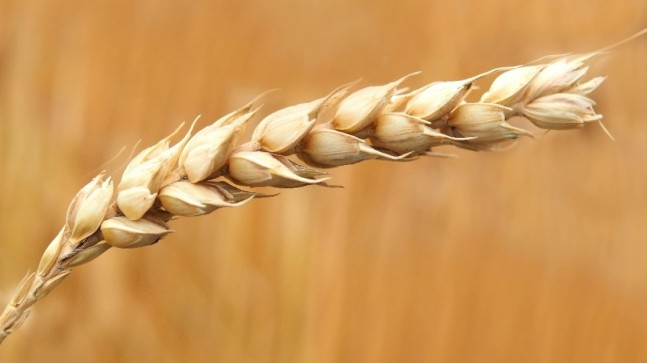 Tahıl ürünleri iç pazar talebinin yüzde 87,8’ini karşılıyor