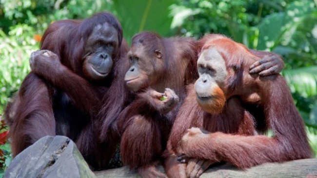 Orangutanlar yeni argo sözcükler geliştirebiliyor