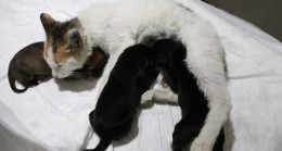 Çanakkale’de yavrularını kaybeden kedi, yavru köpeklere anne oldu