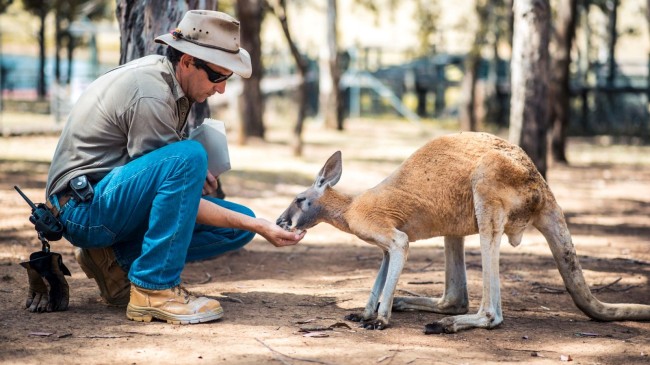Avustralya’da bir adam evinde baktığı kanguru tarafından öldürüldü